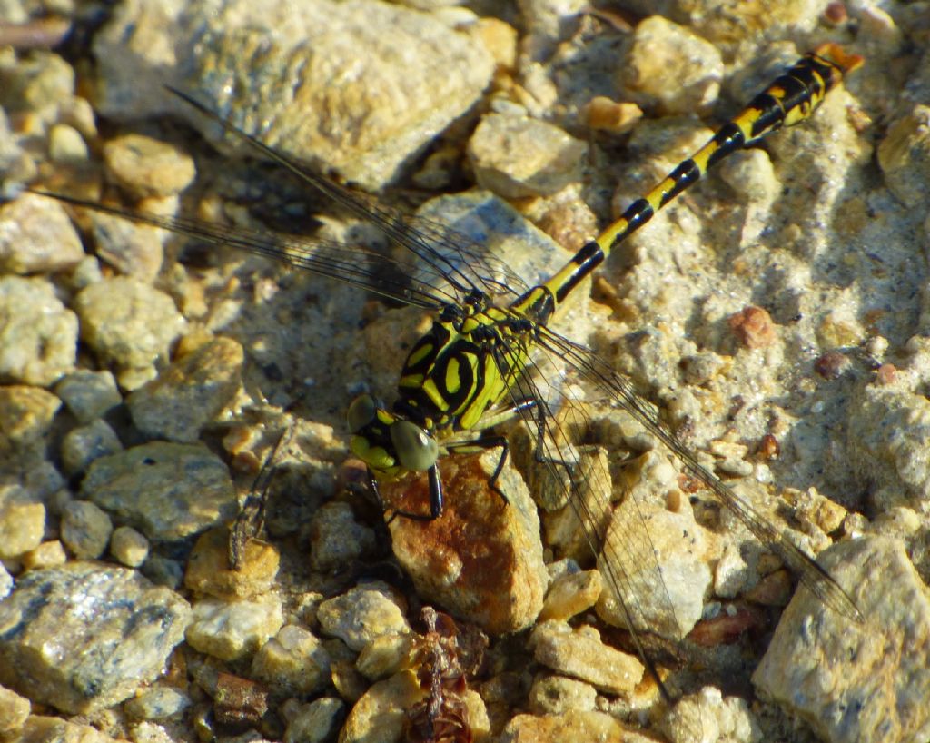 Onychogomphus forcipatus, maschio